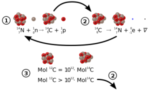 500px-Carbon_14_formation_and_decay.svg