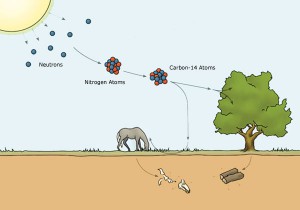 Carbon 14 Formation. Thanks to Radaractive.blogspot.com for the image